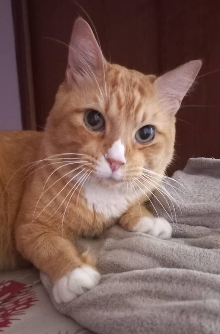 Milo
